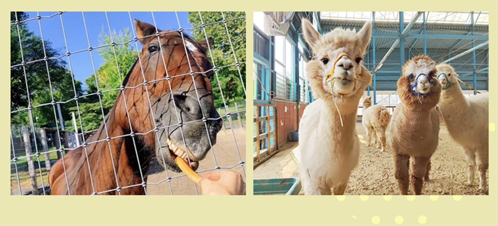 次の週末、群馬行かない?もふもふと触れ合う、アクティブデート旅 | 群馬県出身・よここ