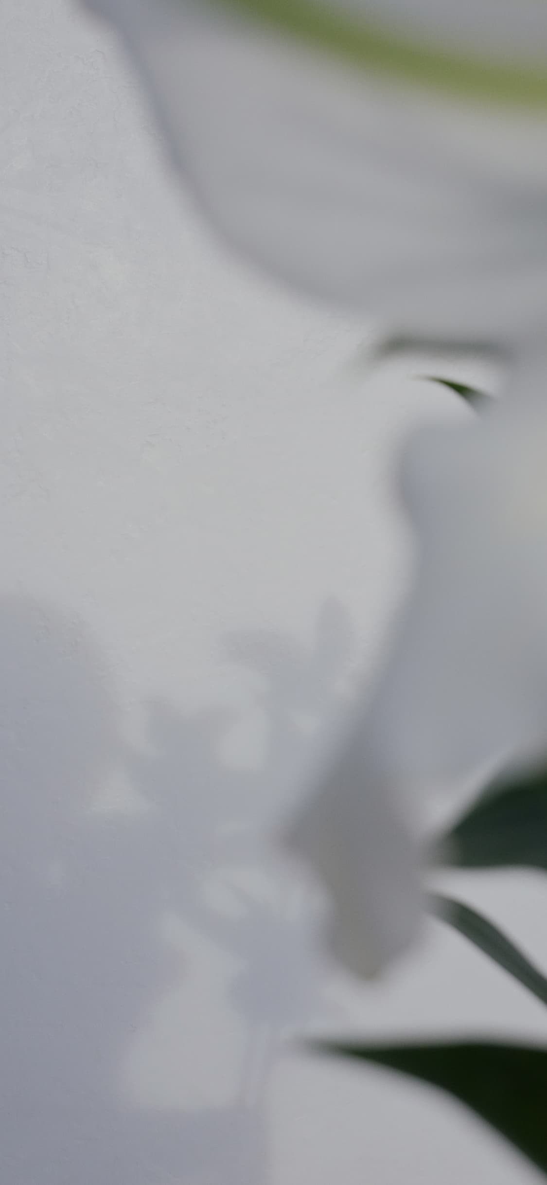 OCCASION MODE feat. KANAKO MOMOTA Footer image