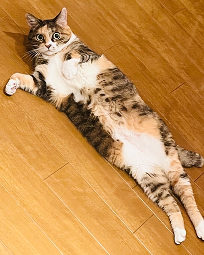 ちゃまめ