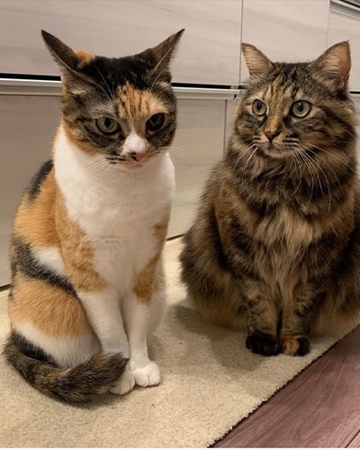 きなこ/ぴー