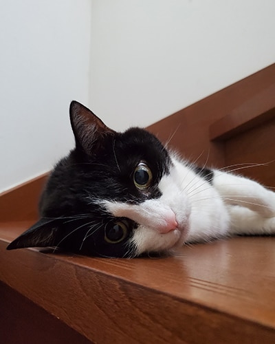 おはな
