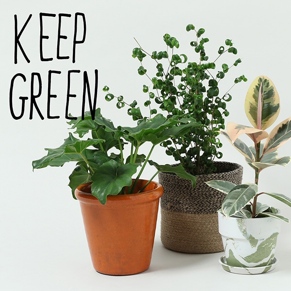 KEEPGREEN植物販売