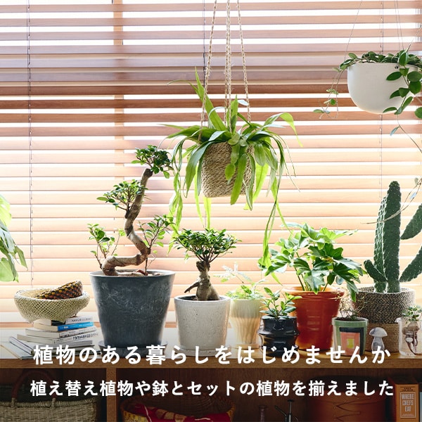 植物のある暮らしをはじめませんか
